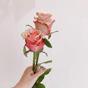 上品の画像 by mg19miさん | ばら バラ 薔薇と癒しと上品とお花のある暮らしとHappyな気分と2022と高潔