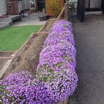 ムラサキナズナ属の一覧 Greensnap グリーンスナップ