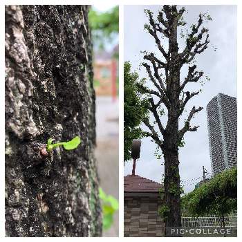 イチョウの木の画像 by Ryoさん | お出かけ先とイチョウの木とイチョウ葉と新芽と休憩中の公園にて