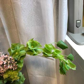 モルセラの投稿画像一覧 Greensnap グリーンスナップ