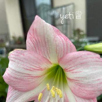 アマリリス球根の投稿画像一覧 Greensnap グリーンスナップ