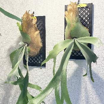 通風 パネルの画像 by aiさん | Platycerium willinckii 'XuDa'とP.willinckii 'XuDa'と着生植物と コウモリラン と観葉植物と通風 パネルと ビカクシダとビカクシダ板付とシダ植物