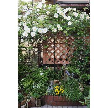 四月の箱庭の画像 by 我楽多さん | 小さな庭といつもの箱庭（メインの反対側）とOLY ED 75mm F1.8と四月の箱庭とOLYMPUS　OM-1