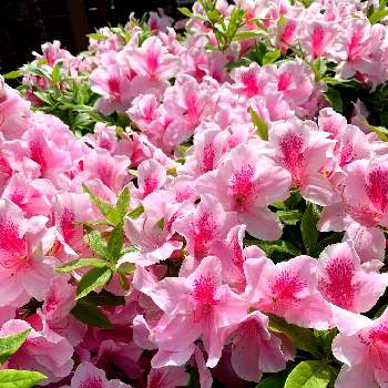 My Garden ☆ ♪の画像 by marchenさん | 小さな庭とツツジと可愛いピンクとMy Garden ☆ ♪とウクライナに平和を