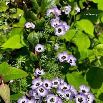ギリア・トリコロールの画像 by cranberry*さん | 小さな庭とギリア・トリコロールと1年草と種まきっ子と自家採種と癒されると花のある暮らしと小花好き