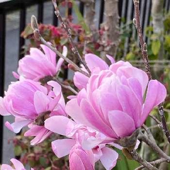 桃花姫コブシの一覧 Greensnap グリーンスナップ