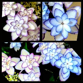exexの画像 by たのこさん | テラスと紫陽花 ひなまつりとアジサイとexexとウクライナに平和をと紫陽花☆とガクアジサイ✨と紫陽花 アジサイ あじさいと美しいとアジサイ　紫陽花と青・紫系と花のある暮らしとかわいいとお花は癒しと加茂セレクション