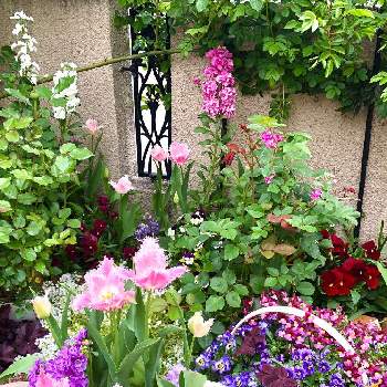 ビオラ ミルフルの画像 by サニーさん | 小さな庭とビオラ ミルフルとルピナスと四つ葉のクローバーとストックとチューリップハウステンボスとスーパーアリッサム・フロスティナイトとネメシア・アロマンス　ライチグレープとキュンキュン乙女倶楽部とお花大好き♡とピンクの花と寄せ植えと紫色の花とサントリー フラワーズと チューリップとお花のある暮らしと今日のお花と球根とイングリッシュガーデンと赤い花とフリフリとガーデニングとお花と白い花と『秋植え球根2022』フォトコンテストとPWプルーブンウィナーズと球根植物と花と生きるサントリーとPW育てた