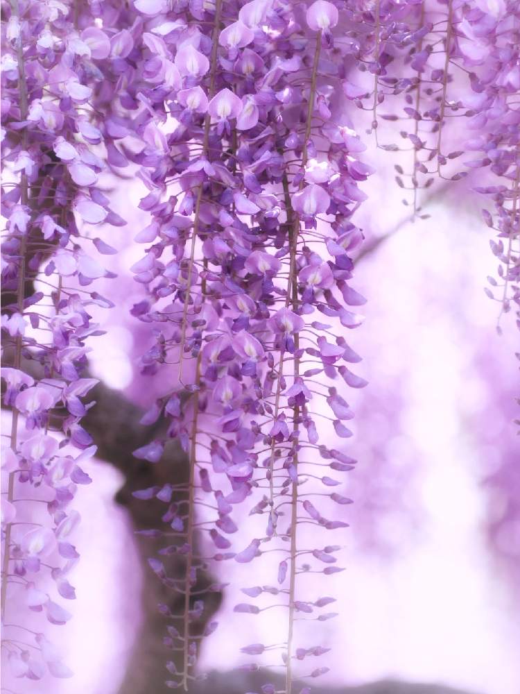 藤の花の投稿画像 By Mina さん お出かけ先とファインダー越しの私の世界と癒しとお花に癒されてとキャノン一眼レフと花 のある暮らしとさんぽとファインダー越しの私の世界と癒しとお花に癒されてとキャノン一眼レフと花のある暮らしとさんぽ 22月4月26日