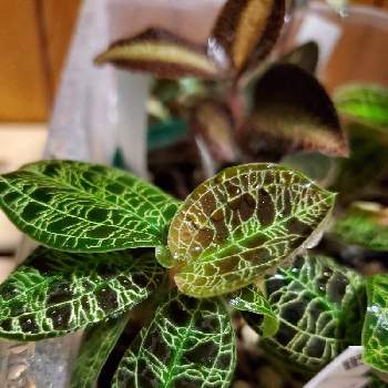 取寄品 熱帯植物662 激レアジュエルオーキッドcystorchis Stenoglossa シストーチスステノグロッサ Uber Plants パルダリウム 在庫限り Pegasusarabians Com