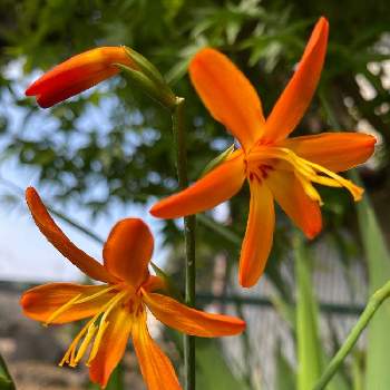 クロコスミアの花の投稿画像一覧 Greensnap グリーンスナップ クロコスミアの花の投稿画像一覧 Greensnap グリーンスナップ