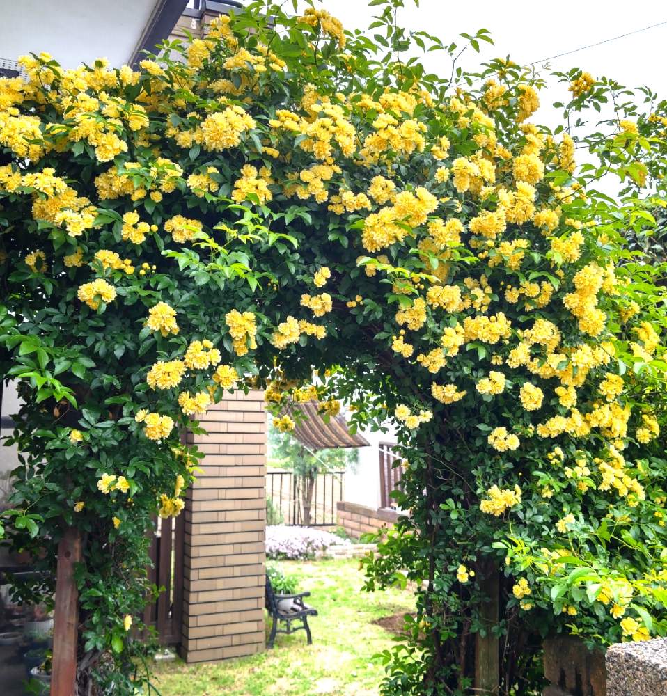 モッコウバラの投稿画像 By モカコさん バラのアーチと黄色モッコウバラと庭づくりと黄色の花と花のある暮らしとバラのアーチと黄色モッコウバラと庭づくりと黄色の花と花のある暮らし 22月4月27日 Greensnap グリーンスナップ Greensnap グリーンスナップ