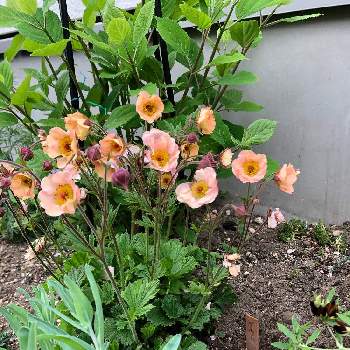 ゲウム の投稿画像一覧 Greensnap グリーンスナップ