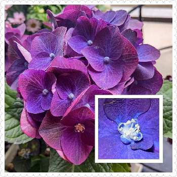 小さな小さな可愛いお花の投稿画像一覧 Greensnap グリーンスナップ 小さな小さな可愛いお花の投稿画像一覧 Greensnap グリーンスナップ