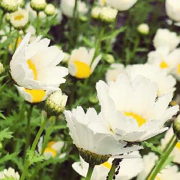 花活の画像 by くーさん | お出かけ先とノースポールと花活と花が好きと自然のある暮らしと植物が大好き