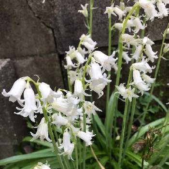 シラーカンパニュラータ 白の投稿画像一覧 Greensnap グリーンスナップ