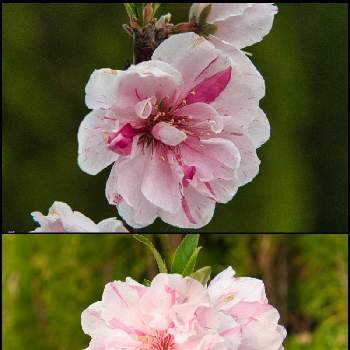 源平しだれ花桃の画像 by igaさん | 広い庭とハナモモ♡と花桃♡と源平しだれ花桃とおうち園芸