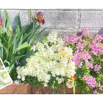 白色の画像 by 花奏さん | 小さな庭と宿根金魚草とチューリップとジャーマンアイリス(紫)とツリガネソウとふわふわと紫色とこんもりと花壇と球根と多年草とピンクと白色と花いろいろと小花とかわいいと白色の花と緑色
