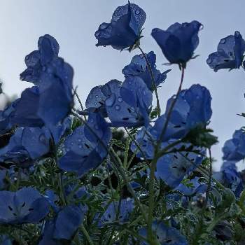 ネモヒィラの画像 by ガーデン大好きさん | 小さな庭とウクライナに平和をとお花大好き♡とネモヒィラと小さな庭❤と青いお花とあめあがりとチーム•ブルーNo136とガーデニングと季節感と青い花マニアと花と緑が好きとチーム・ブルーとマイ♡ガーデンと春の花 ❁と水曜日は水色と水滴の水曜日