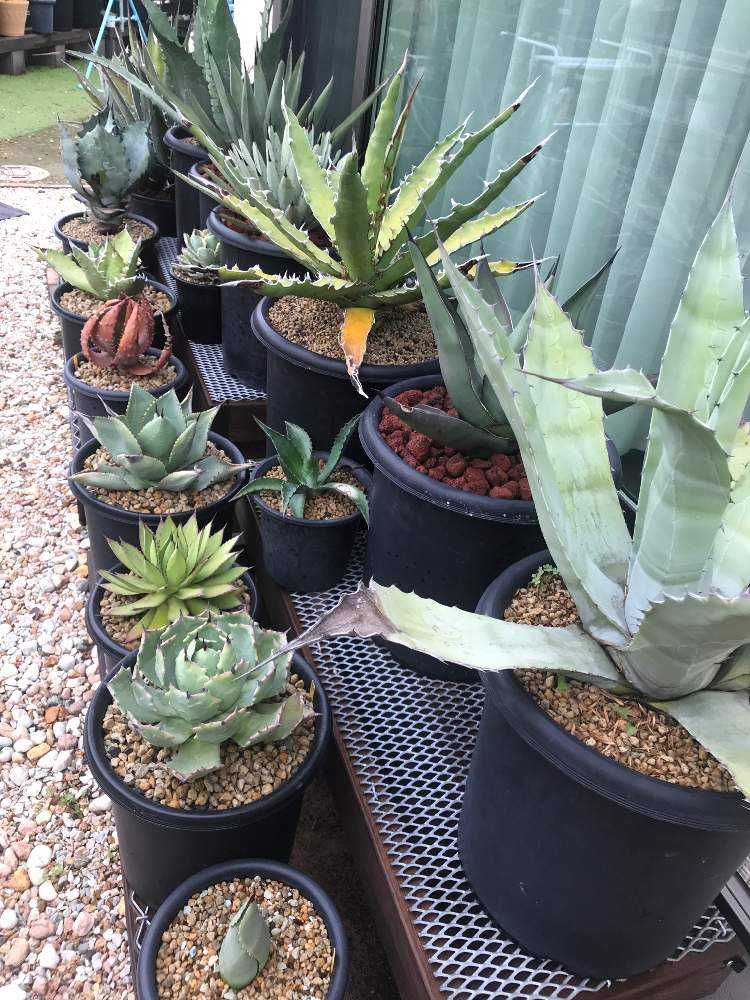 これが私のSODATEKATA〜アガベ編〜｜🍀GreenSnap（グリーンスナップ）