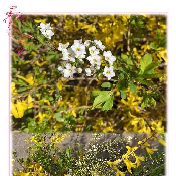  雪柳の画像 by ジャスミンさん | 花のある暮らしと 雪柳とレンギョウの花とお家園芸
