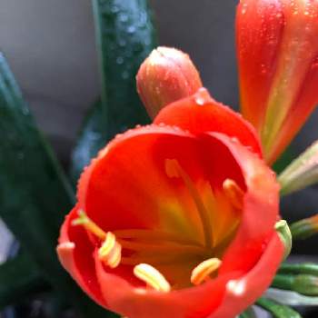 クンシラン  オレンジの画像 by ニコさん | 玄関と初夏と開花とお花大好き♡と癒しとおうち園芸と今日のお花と赤い花と花のある暮らしとクンシラン  オレンジ