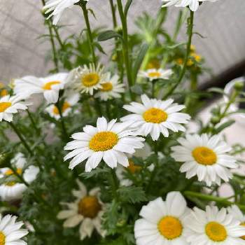 カンシロギクの画像 by カズアムさん | お出かけ先とノースポールとカンシロギクと白い花と多年草と花のある暮らし