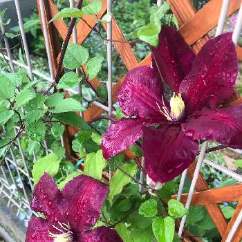 クレマチスミケリテの投稿画像一覧 Greensnap グリーンスナップ