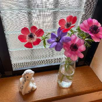アネモネ,花を飾ろう,チーム愛知,２０２０年５月同期,トイレの花子さんの画像