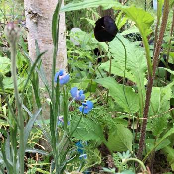 黒いお花の画像 by びおらさん | 小さな庭とGS映えとナチュラルガーデンとGS日和とおうち園芸と花のある暮らしと黒いお花とGREEN UP!と零れ種から♪と自然が好き