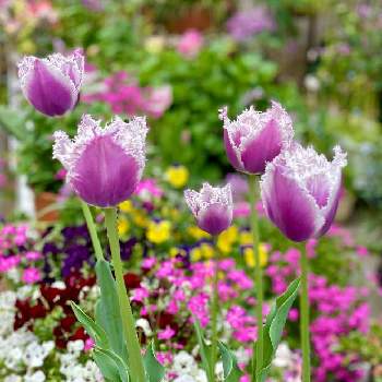 チューリップ フリンジ咲きの画像 by mimimiさん | 小さな庭とチューリップ　クミンズとチューリップ フリンジ咲きといつもありがとう♡とおうち園芸とGSミニモニ。とカワイイ♡といつも心に太陽をと『秋植え球根2022』フォトコンテストと紫の花