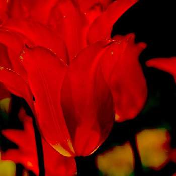 静かな時間の画像 by senさん | お出かけ先とチューリップ♪と観察と静かな時間とガーデンネックレス横浜2022コンテストと花のある暮らしと里山ガーデン