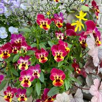 ヒューケラドルチェ,コロキアコトネアスター,ビオラ ルビーももか,寄せ植え,ガーデニングの画像