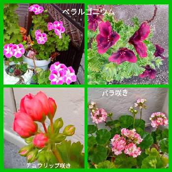 バラ咲きゼラニウム。の画像 by メリーさん | 小さな庭とバラ咲きゼラニウム。とおうち園芸と鉢植えとペラルゴニウム✨と花のある暮らしとゼラニウム、チュウリップ咲き