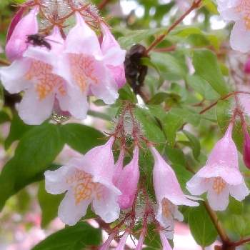 ターシャ・テューダーの画像 by andanteさん | 小さな庭とコルクウィッチア・アマビリスとお花を楽しむとピンクの花とおうち園芸と庭木と花のある暮らしとターシャ・テューダー