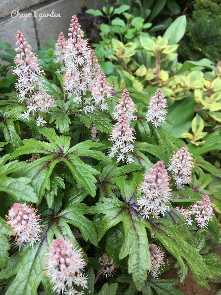 ティアレアの投稿画像 By Chayoさん ピンクの花とシェードガーデンと花のある暮らしとおうち園芸とティアレア ピンクスカイロケットと小さな庭とピンクの花とシェードガーデンと花のある暮らしとおうち園芸 22月4月27日 Greensnap グリーンスナップ