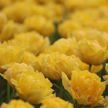  八重咲きチューリップの画像 by JOUROさん | お出かけ先とチューリップと公園と 八重咲きチューリップとGS映えと チューリップと花のある暮らしと旬の花