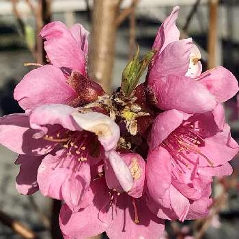 桃の花☆の画像 by 花土葉さん | お出かけ先と今日も笑顔で♡とピンクの花と春の訪れと桃の花☆と小さな幸せ♡と今日も元気で