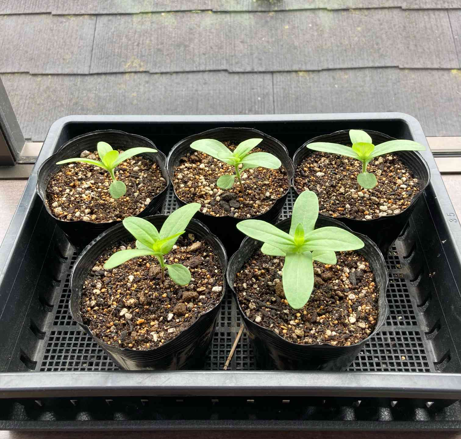 ジニア（百日草）ドリームランド 種まきからの成長記録｜🍀GreenSnap