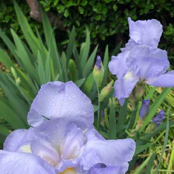 水色のお花の画像 by ゆーゆさん | 小さな庭とジャーマンアイリスと水滴の水曜日とGSに感謝。と水色のお花と愛しの紫と平和を願うと武器ではなく花をと水曜日は水色のお花