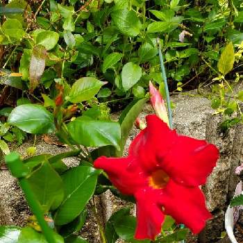 マンデビラ,鉢植え,真っ赤,小さな庭の画像