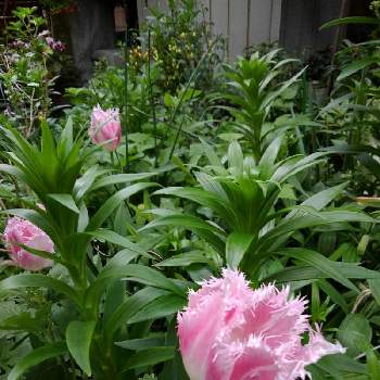 庭の植物の楽しみの画像 by 香代子ね✨さん | 小さな庭とフリンジチューリップ。と花のある暮らしと庭の植物の楽しみとおうち園芸