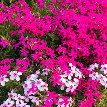 暖かい日の画像 by たかちゃんさん | 小さな庭と今朝の一枚と暖かい日と 芝桜と毎年楽しむ