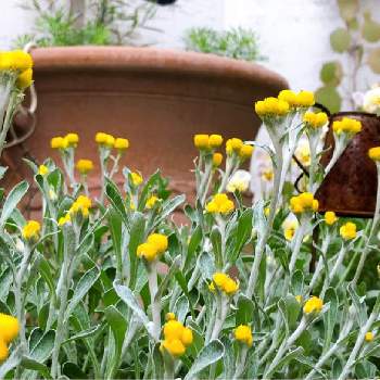 クリソセファラムの投稿画像一覧 Greensnap グリーンスナップ