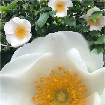 純白の画像 by サッチンさん | ナニワイバラ開花と4月と朝の散歩とウオーキングと純白