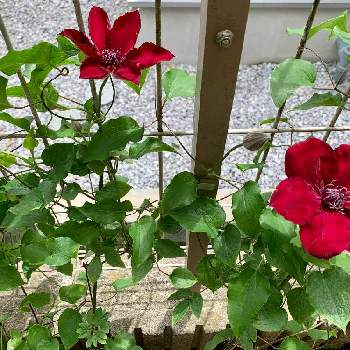 花壇・植込みの画像 by キャサリンrryさん | フェンスとクレマチス ヌビアと艶があり美しいと美しい葉と華やかとレイモンドエビソンと花壇・植込み