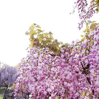 横須賀しょうぶ園の画像 by 小豆さん | お出かけ先とフジと散策と癒されますと横須賀しょうぶ園