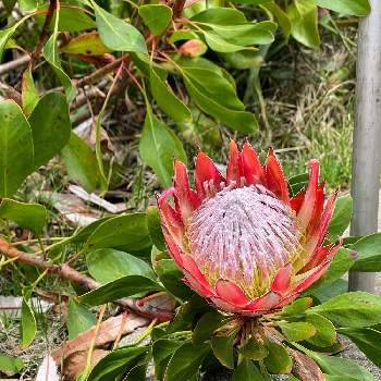 プロテア リトルプリンスの画像 by あっくんさん | 小さな庭とプロテア リトルプリンスと葉っぱが好きとリゾートガーデンと匍匐性と南アフリカ原産とネイティブプランツとワイルドフラワーと花のある暮らしと雨上がりのネィティブ