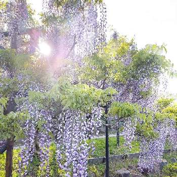 横須賀しょうぶ園の画像 by 小豆さん | 広い庭と散策と癒されますと横須賀しょうぶ園