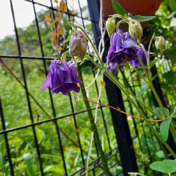 素敵なガーデンの画像 by りぼんさん | 小さな庭とオダマキと紫の花と花のある暮らしと素敵なガーデンと可愛いはな